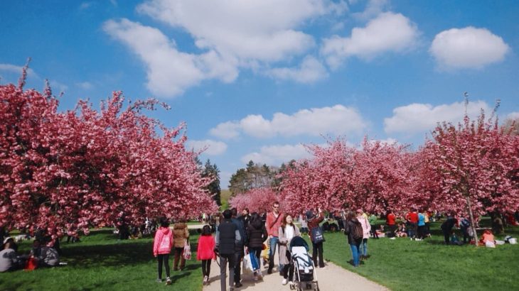 【おすすめ】パリの桜の名所といえばソー公園！2019年お花見情報